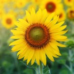 sunflowers-sunshine-1.jpg