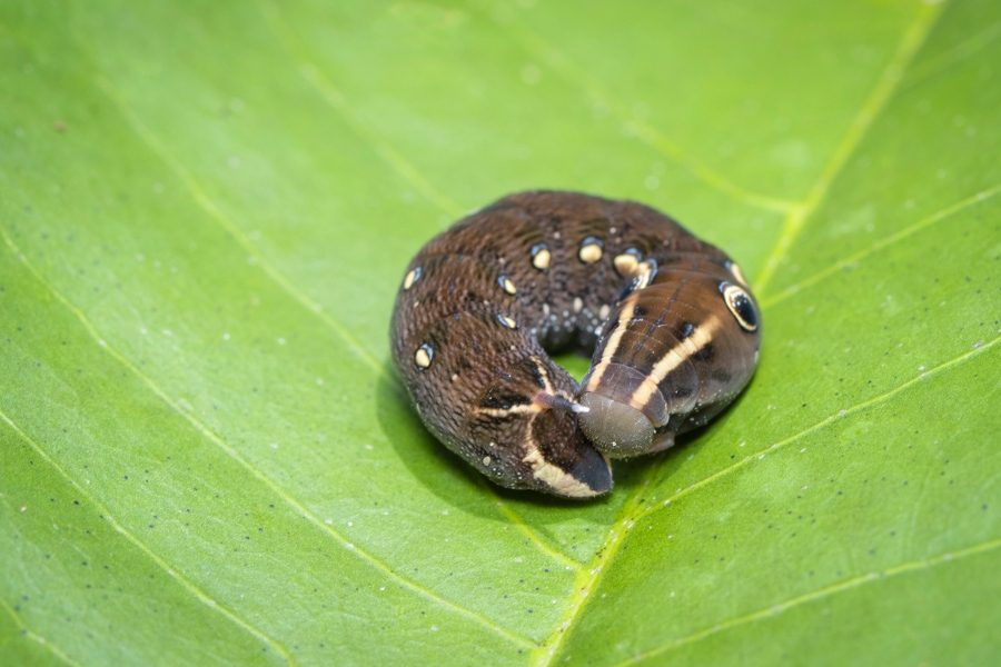Don’t Let Cutworms Take Over Your Garden!