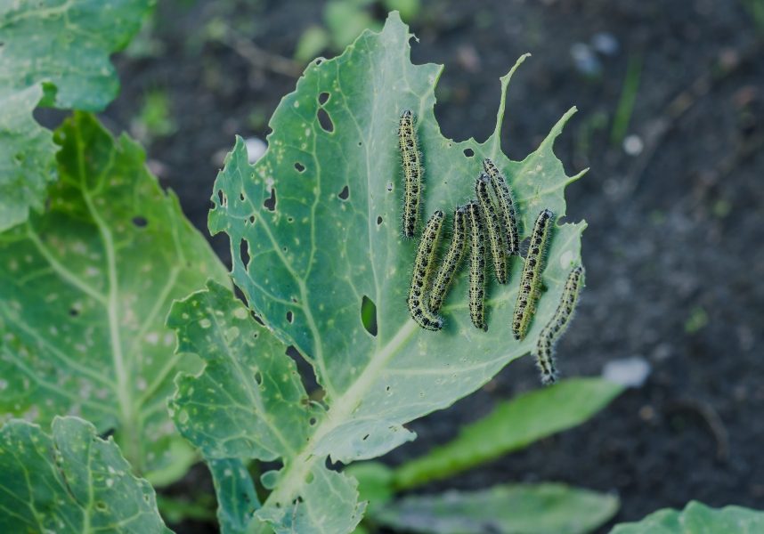 Monitoring for Pests and Disease