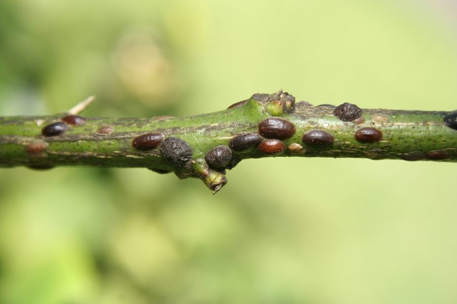 How to Make and Use Your Own Dormant Oil Spray at Home