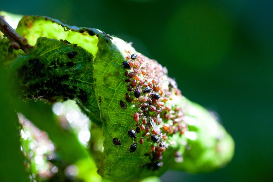 Top Tips to Get Rid of Houseplant Pests
