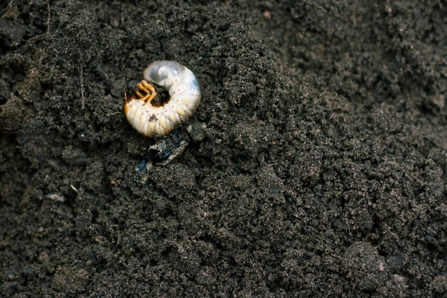 Common Lawn Pests