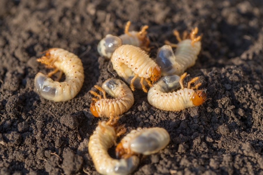 7 Best Ways to Get Rid of Moles in Your Yard