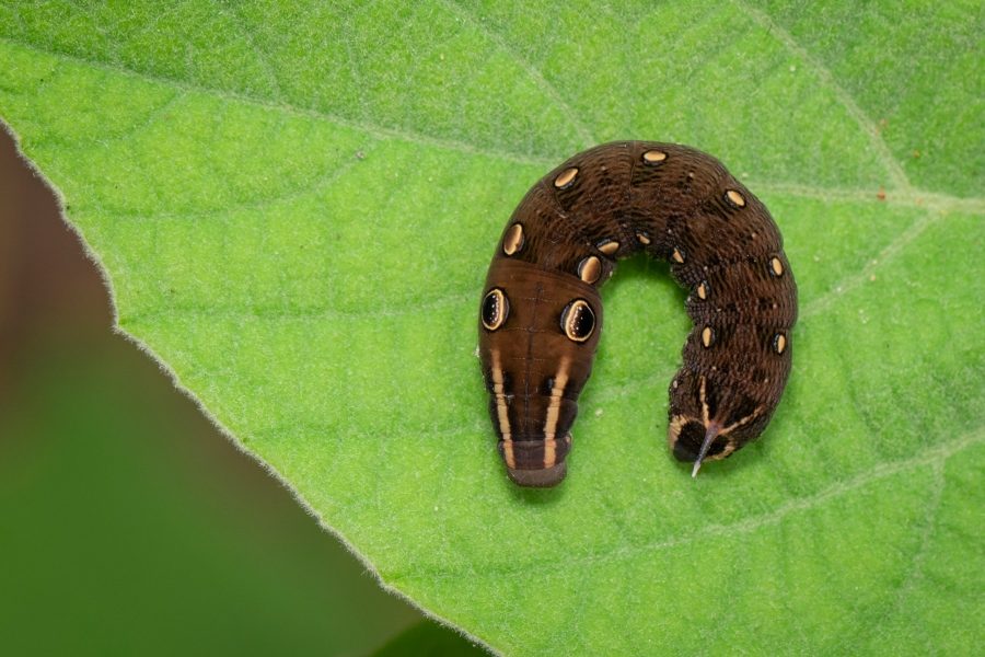 Don’t Let Cutworms Take Over Your Garden!