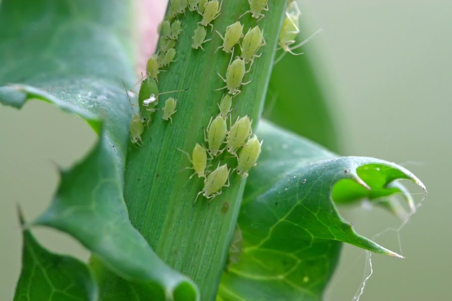A Beginner’s Guide to Bringing Plants Indoors in the Fall