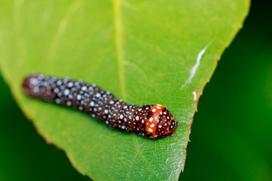 Don’t Let Cutworms Take Over Your Garden!