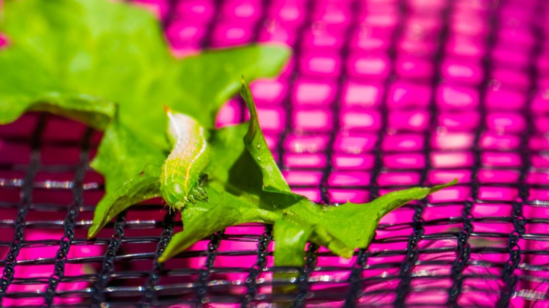 Don’t Let Cutworms Take Over Your Garden!