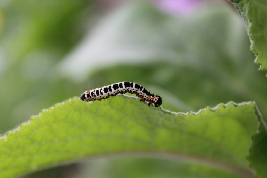 Common Pests Affecting Trees and How to Treat Them