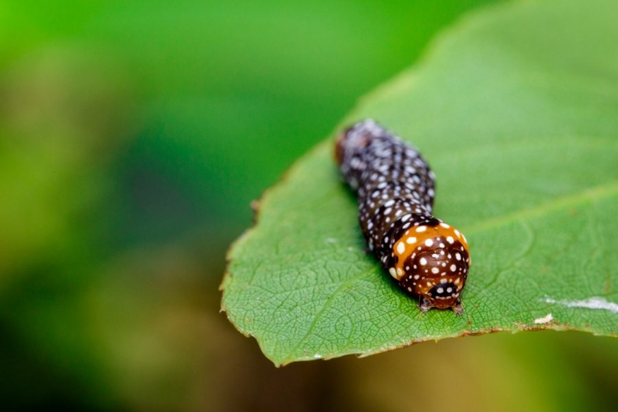 Don’t Let Cutworms Take Over Your Garden!