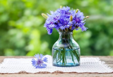 Flower of the week:cornflower